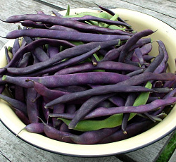 Фасоль Матильда (спаржевая)