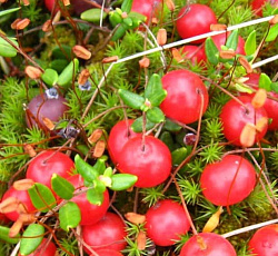 Клюква крупноплодная Рубиновая россыпь