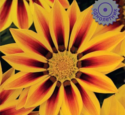 Газания Нью Дэй Ред страйп