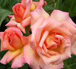 Роза (плетистая) - Компасион