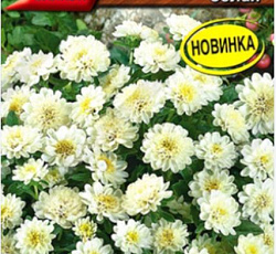 Астра Пиноккио Белая