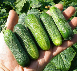 Огурец Герасим F1