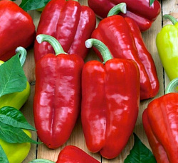 Перец сладкий Изабелла F1