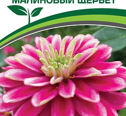 Цинния махровая "Барышня-крестьянка" Малиновый Щербет