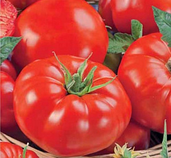 Томат Космонавт Волков