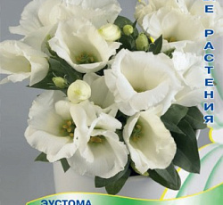 Эустома крупноцветковая Сюита Белая