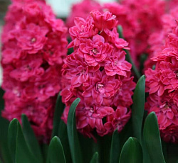 Гиацинт (махровый) - Холлихок (Люкс)