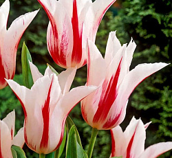 Тюльпан (Лилиецветный) - Мэрилин