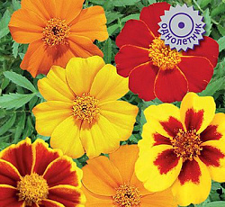 Бархатцы отклоненные Диско Микс