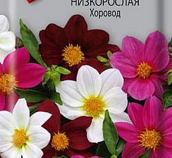 Георгина Хоровод (низкорослая)