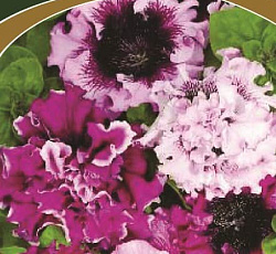 Петуния превосходнейшая Смесь сортов