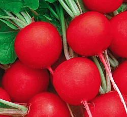 Редис Родос