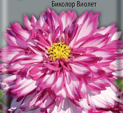 Космея Махровая кнопка Биколор Виолет