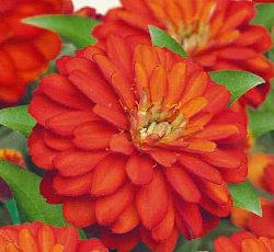 Цинния Дабл Захара Языки пламени