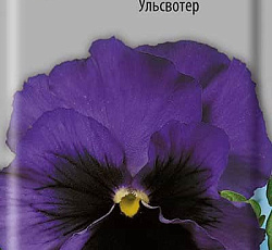 Анютины глазки Ульсвотер