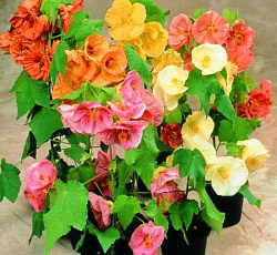 Абутилон гибридный Смесь бельвю