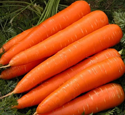 Морковь Чаровница