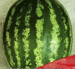 Арбуз Волгоградец КРС 90