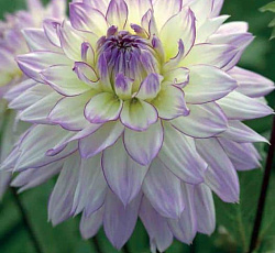 Георгина (декоративная) - Крейзи Лав