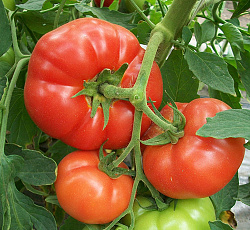 Томат Русский вкусный