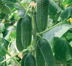 Огурец Ребятки с грядки F1