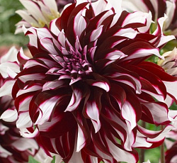 Георгина (декоративная) - Тартан