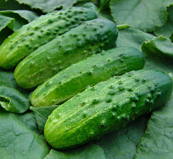 Огурец Соловей F1