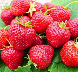 Клубника (земляника) садовая Зенга Зенгана