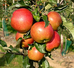 Яблоня (колонновидная) - Васюган