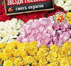 Хризантема корейская Звезды галактики (смесь окрасок)