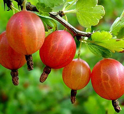 Крыжовник - Конфетный