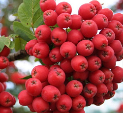 Рябина - Алая крупная