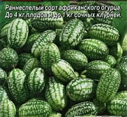 Мелотрия (Мышиная дыня) Полосатик