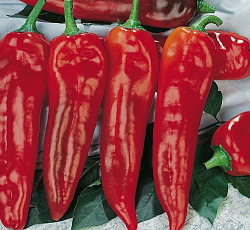Перец острый Пламя дракона