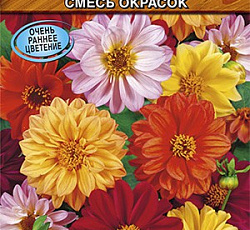 Георгина махровая Ранняя птичка (смесь окрасок)