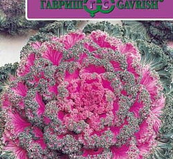 Капуста Декоративная Нагойя красная