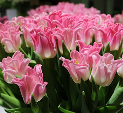 Тюльпан (Триумф) - Краун ов Династи