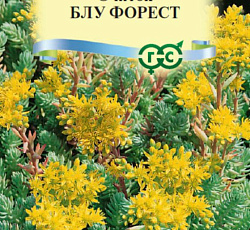 Очиток отогнутый Блу Форест (седум)