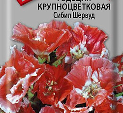 Годеция крупноцветковая Сибил Шервуд