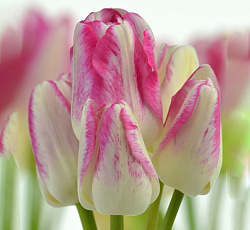 Тюльпан (Многоцветковый) - Дрим Клаб