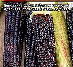 Кукуруза Черное золото F1 (сахарная)