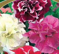 Петуния махровая многоцветковая Тарт Бонанза