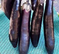 Баклажан Король севера F1