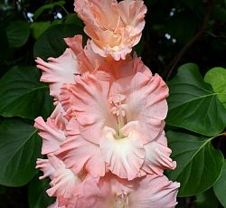 Гладиолус (Российская селекция) - Богиня Любви