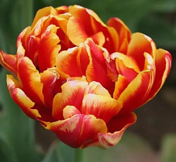 Тюльпан (Махровый поздний) - Дабл Фокус