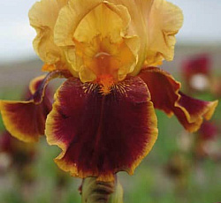 Ирис (бородатый) - Тайгер Баттер