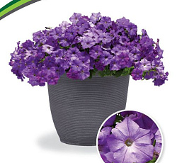 Петуния Шок Вейв Деним многоцветковая каскадная