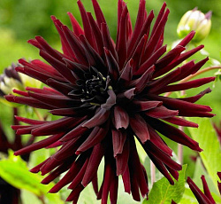 Георгина (кактусовая) - Нюи д'Эте