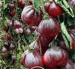 Томат Японский трюфель фиолетовый