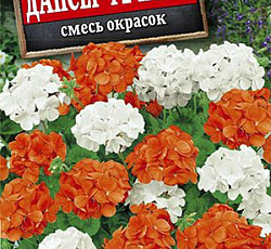 Пеларгония зональная Дансер F2 Йорк (смесь окрасок)